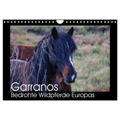 Garranos - Bedrohte Wildpferde Europas (Wandkalender 2027 DIN A4 quer), CALVENDO Monatskalender
