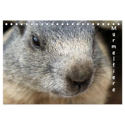 Murmeltiere (Tischkalender 2026 DIN A5 quer), CALVENDO Monatskalender
