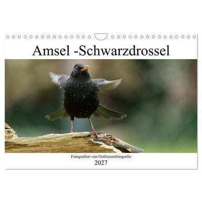 Amsel - Schwarzdrossel fotografiert von Ostfriesenfotografie (Wandkalender 2027 DIN A4 quer), CALVENDO Monatskalender