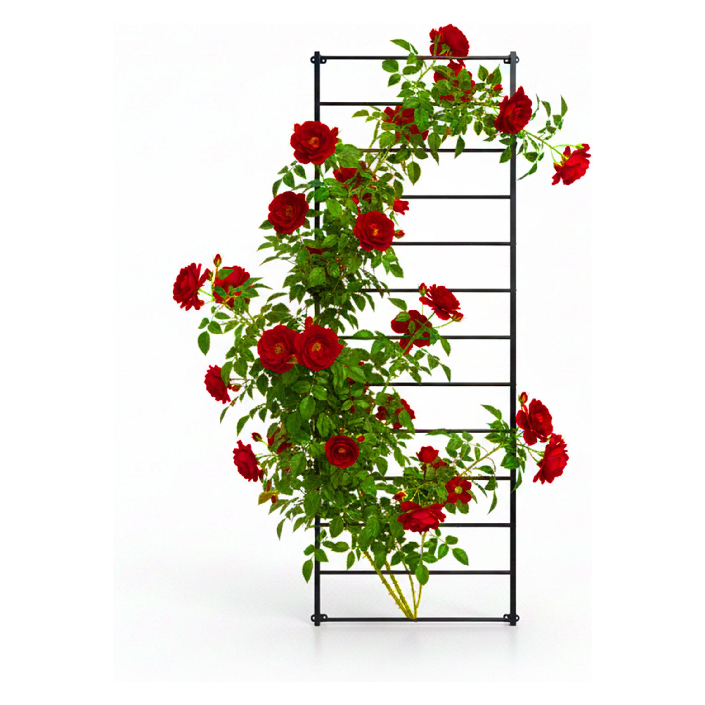 Relaxdays Rankgitter Wandmontage (5 cm, 76 cm) (4052025830069)