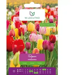 Tulpen-Mischung, 5 Stück