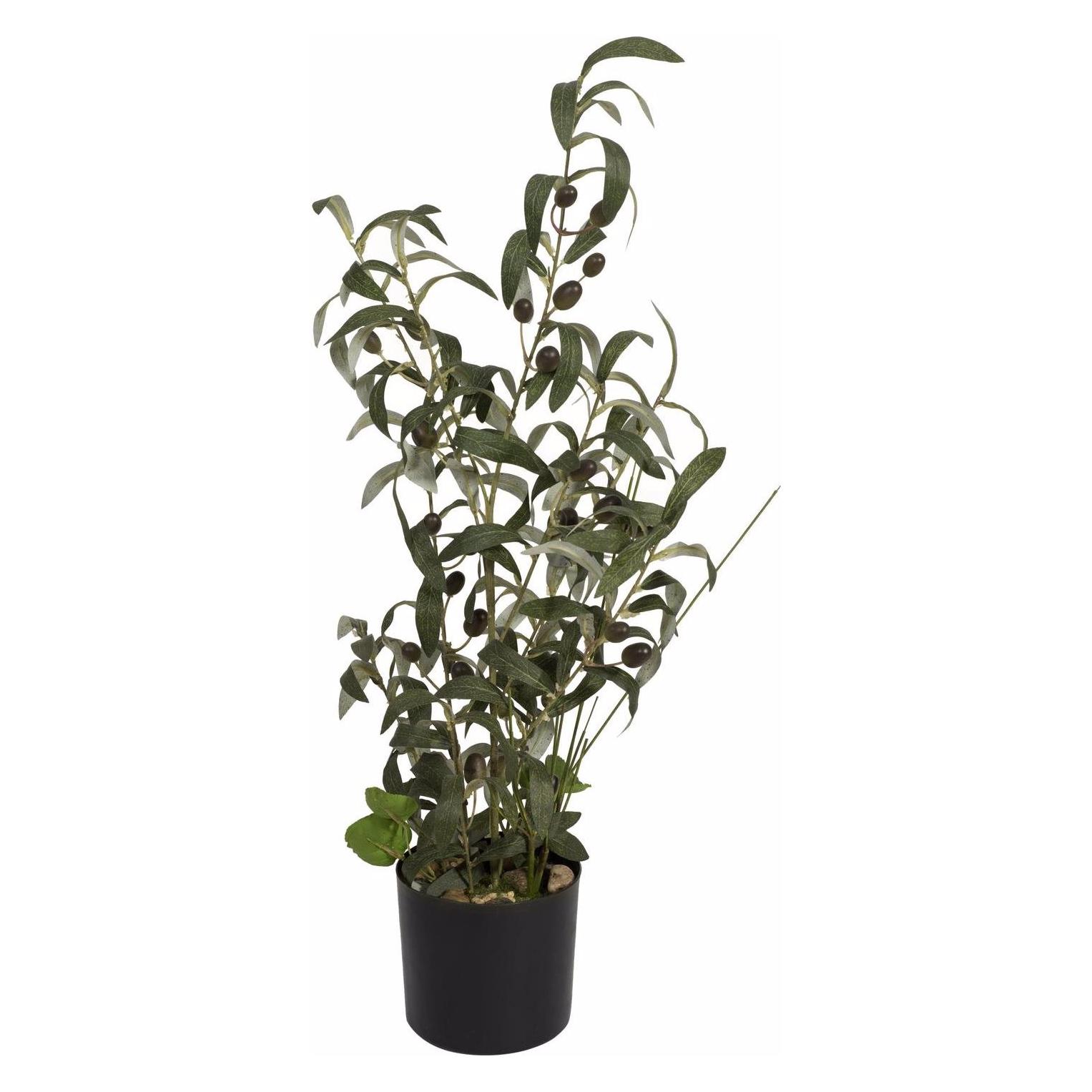 Europalms Olivenbäumchen (68 cm) (82506421)