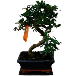 Tchibo - Bonsai »Zelkova – Chinesische Ulme« - grün