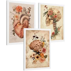 POSTER Set aus 3 Anatomie Mensch Drucke und Wandbilder mit Herz Gehirn und Schädel Vintage Floraler Stil Wanddekoration Größe Weißer Rahmen A4