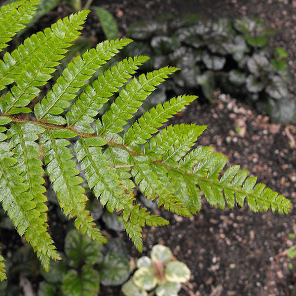 6 x Japanse glansvaren Polystichum polyblepharum in pot van 9x9 cm van Arborix