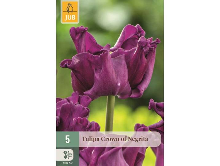 Tulp crown of negrita 5 bollen