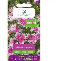 Nelke – eine herrliche Mischung