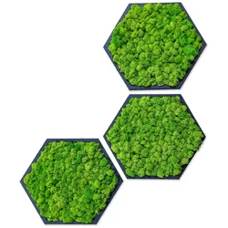 Moosbilder Hexagon - Klein (35 cm) / 3er-Set