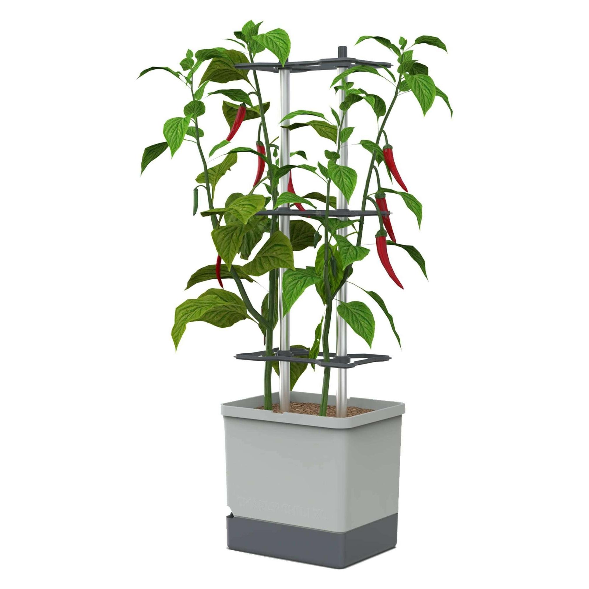 Gusta Garden Charly Chili XL (100730)