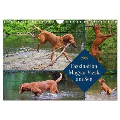 Faszination Magyar Vizsla am See (Wandkalender 2027 DIN A4 quer), CALVENDO Monatskalender