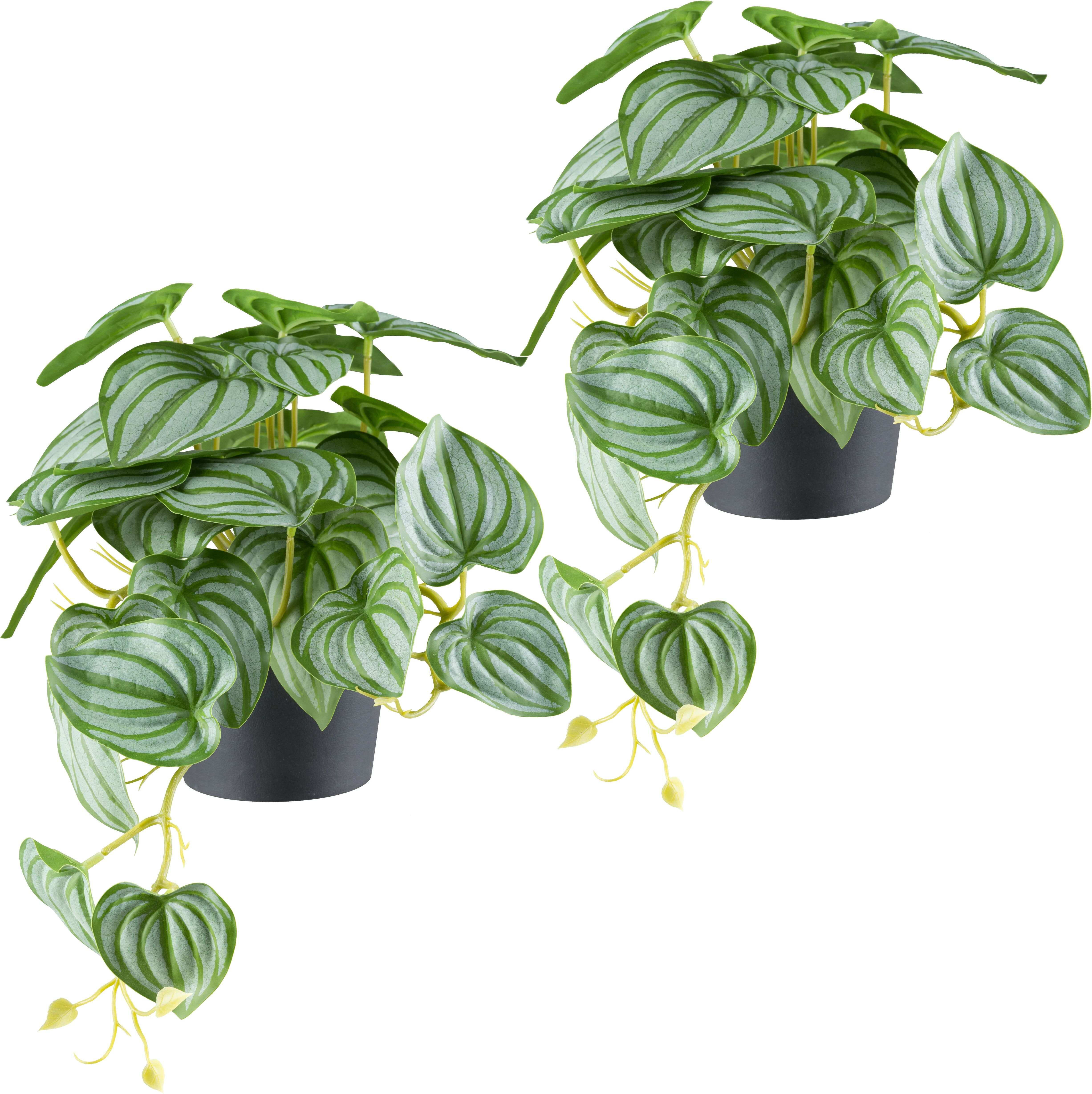 Kunstpflanze CREATIV GREEN "Peperomia", grün (grüngrau), B:40cm H:24cm, Kunststoff, Kunstpflanzen, Kunstpflanze, mit naturgetreuem Blattwerk Peperomia