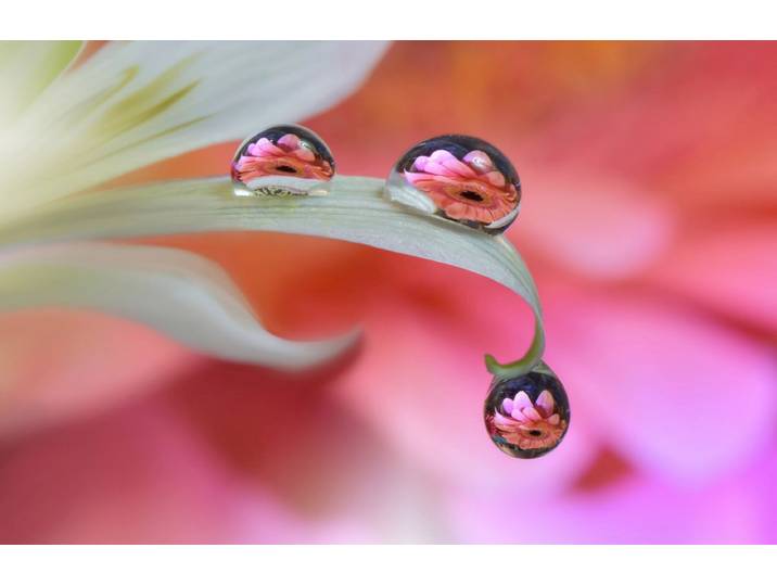 Fototapete PAPERMOON Zen Wassertropfen mit Blume Makro , bunt, B:3m L:2,23m, Vlies, Tapeten, Fototapete