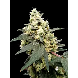 Paradise Seeds Lemonade Auto 5 Samen - 5