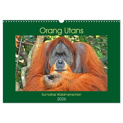 Orang Utans Sumatras Waldmenschen (Wandkalender 2026 DIN A3 quer), CALVENDO Monatskalender