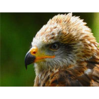 CALVENDO Puzzle Steinadler 1000 Teile Lege-Größe 640 x 480 cm Foto-Puzzle Bild von Dagmar Kolatschke