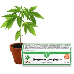 Hanf Gesundheit CBD Hanfsamen, CBD 7% - 5Stk