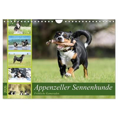 Appenzeller Sennenhunde - Fröhliche Kameraden (Wandkalender 2026 DIN A4 quer), CALVENDO Monatskalender