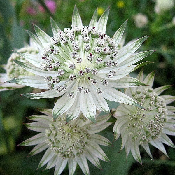 6 x Sterrenbloem Astrantia major Snow Star in pot van 9x9 cm