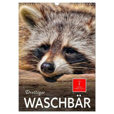 Drolliger Waschbär (Wandkalender 2027 DIN A3 hoch), CALVENDO Monatskalender