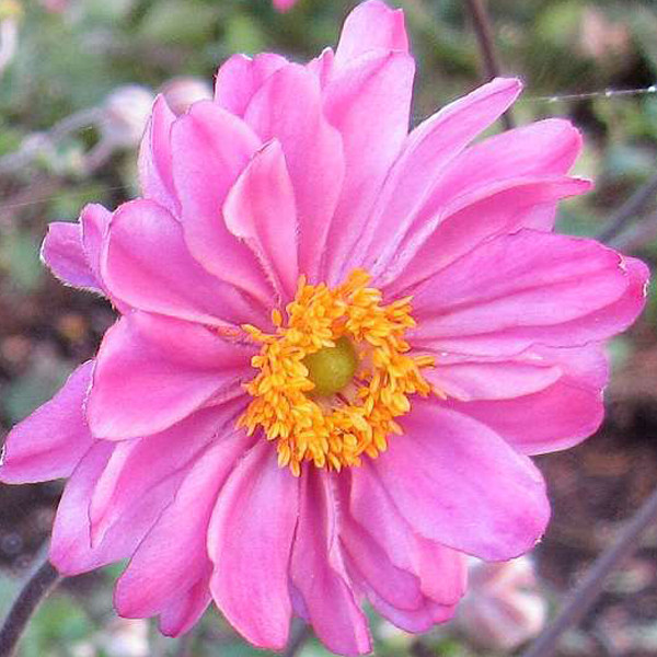 6 x Herfst anemoon Anemone hybride Pamina in pot van 9x9 cm