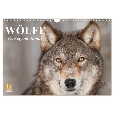 Wölfe. Verwegene Anmut (Wandkalender 2027 DIN A4 quer), CALVENDO Monatskalender