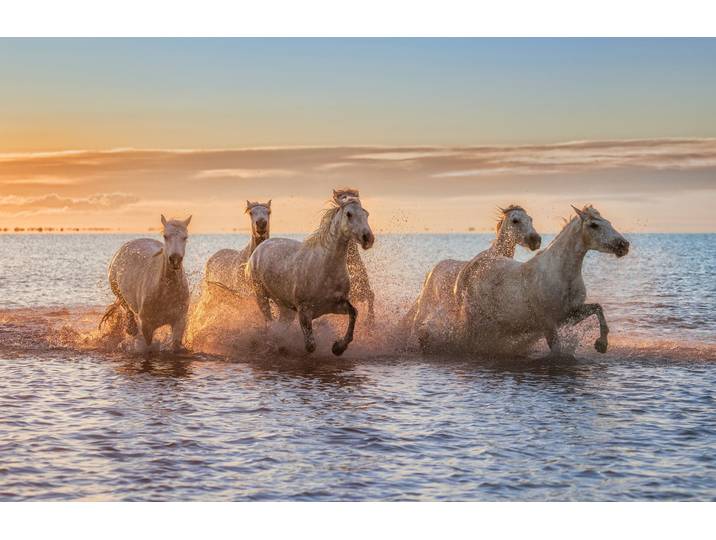 Fototapete PAPERMOON Photo-Art ANTONI FIGUERAS BARRANCO, CAMARGUE-PFERDE II , bunt, B:4m L:2,6m, Vlies, Tapeten, Fototapete
