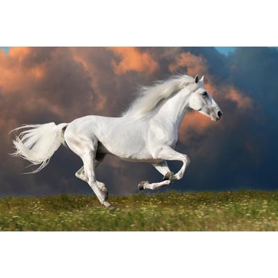 Fototapete PAPERMOON "PFERD IM GALOPP-RUNNING HENGST WEIß WIESE HIMMEL WOLKEN", bunt, B:3m L:2,23m, Vlies, Tapeten