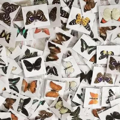 Uplifted Goods Natural Architectural Real Butterfly Specimen Collection 10pcs