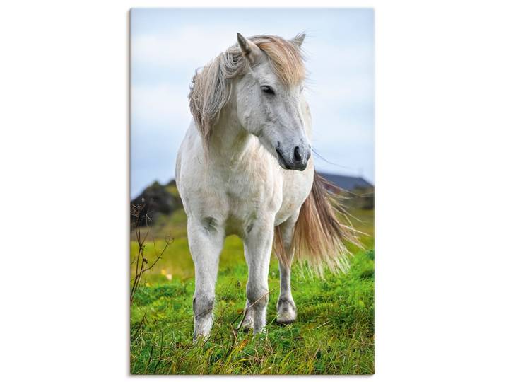 Wandbild ARTLAND Weisses Islandpferd auf Wiese , weiss (farbe bild(er): weiß), B:60cm H:90cm, Bilder, Wandbild, als Alubild, Leinwandbild, Poster, Wandaufkleber in verschied. Grössen