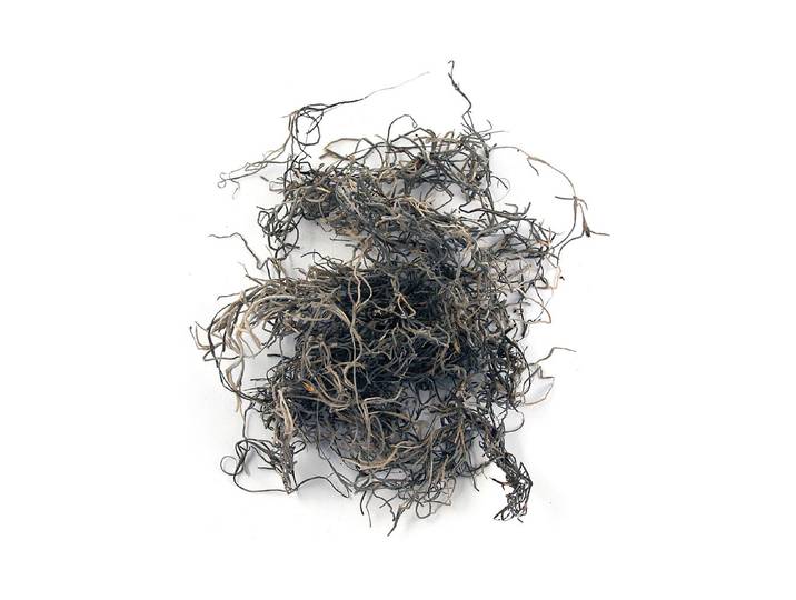 Rayher Dschungelmoos 20 g