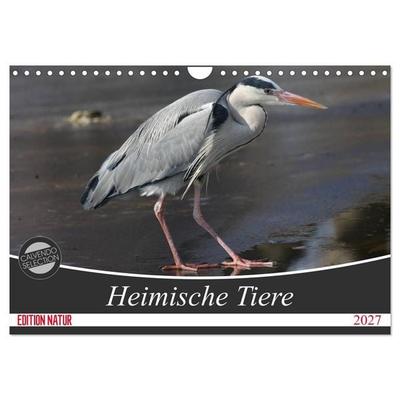 Heimische Tiere (Wandkalender 2027 DIN A4 quer), CALVENDO Monatskalender
