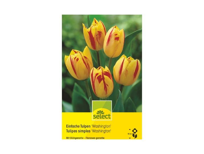 Select Blumenzwiebel Einfache Tulpen Washington ''