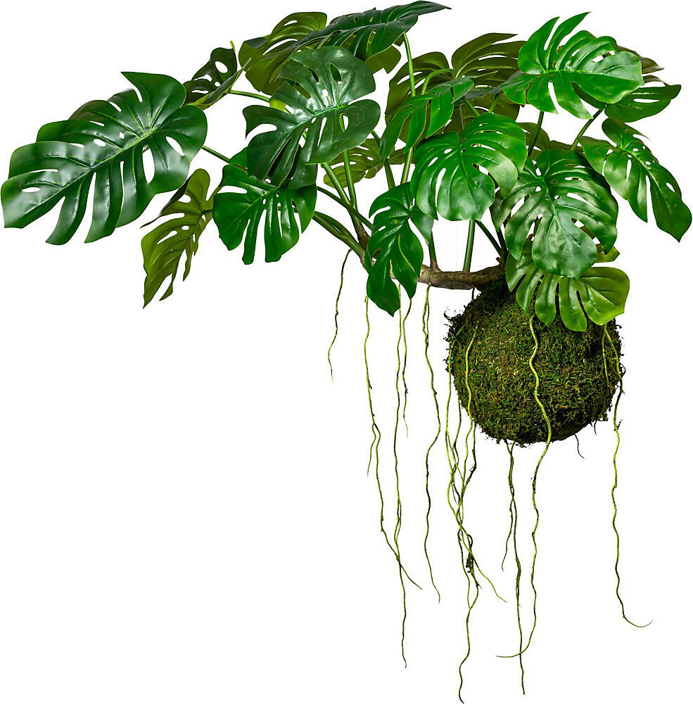 kaiserkraft Splitphilodendron auf Mooskugel, Ø 280 mm, HxB 800 x 1200 mm, mit Hängedraht