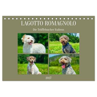 Lagotto Romagnolo - die Trüffelsucher Italiens (Tischkalender 2027 DIN A5 quer), CALVENDO Monatskalender