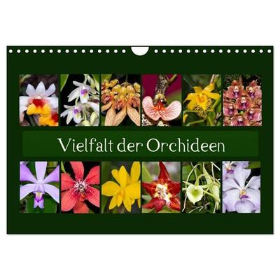 Vielfalt der Orchideen (Wandkalender 2027 DIN A4 quer), CALVENDO Monatskalender