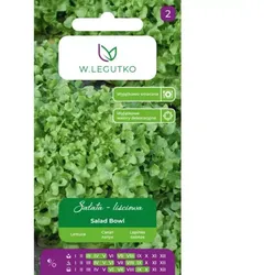 Blattsalat „Salad Bowl“ – grün, eichenblättrig