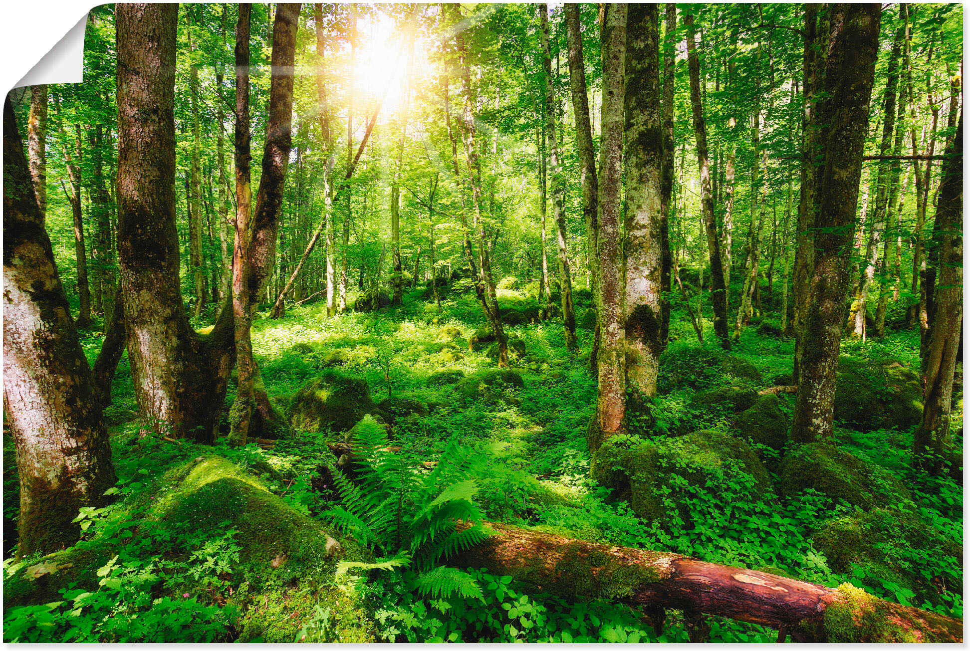 Poster ARTLAND "Wald", grün (farbe bild(er): grün), B:120cm H:80cm, Bilder, Poster, ohne Rahmen farbe bild(er): grün B/H/T: 120cm x 80cm, Poster Wald Querformat, 1 Stk.