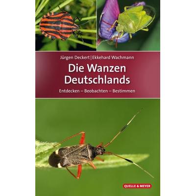 Die Wanzen Deutschlands, Gebundene Ausgabe von Jürgen Deckert,Ekkehard Wachmann, Quelle & Meyer, 978-3-494-01636-8