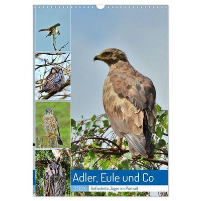 Adler, Eule und Co - Gefiederte Jäger im Portrait (Wandkalender 2026 DIN A3 hoch), CALVENDO Monatskalender