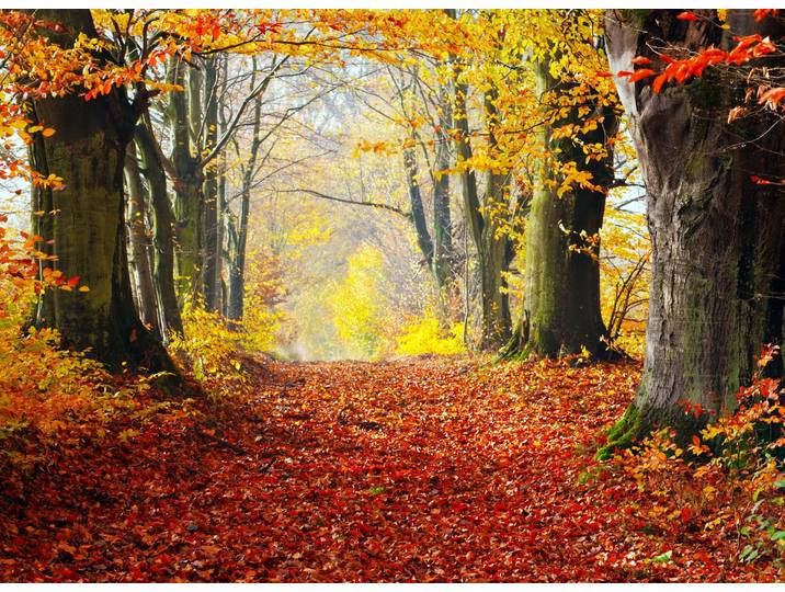 Fototapete PAPERMOON Autumn Forest Path , bunt, B:5m L:2,8m, Vlies, Tapeten, Fototapete