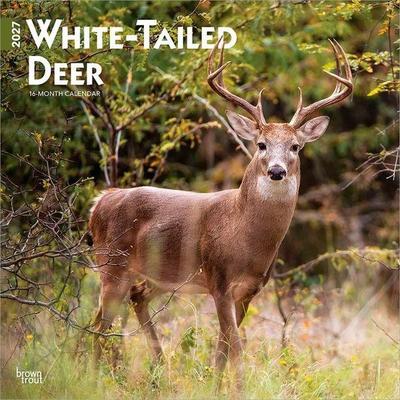 White Tailed Deer 2027 12 X 24 Inch (Hanging) Monthly Square Wall Calendar Plastic-Free