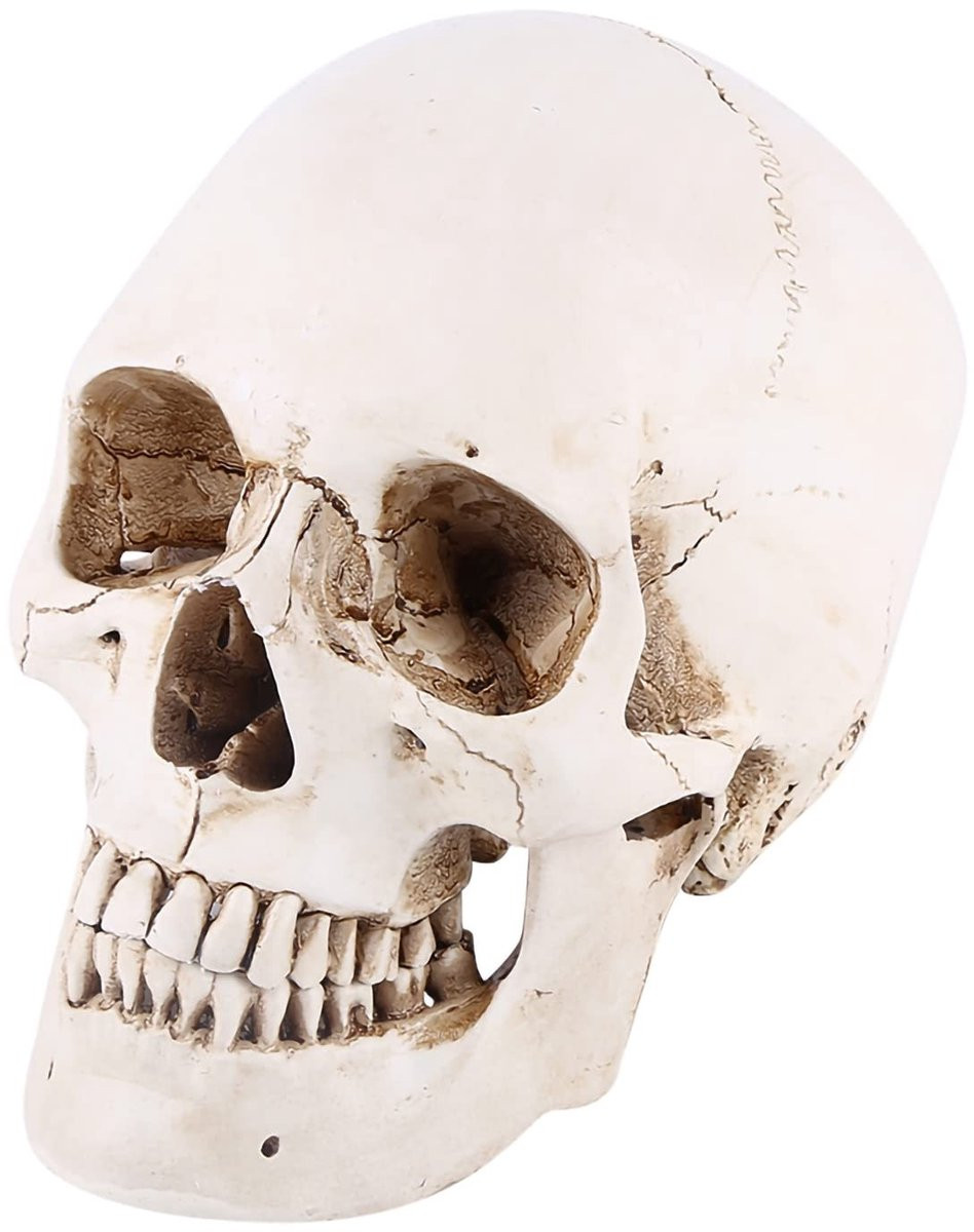 Dailygoods Menselijke Schedel Model in Witte Hars voor Halloween Decoratie