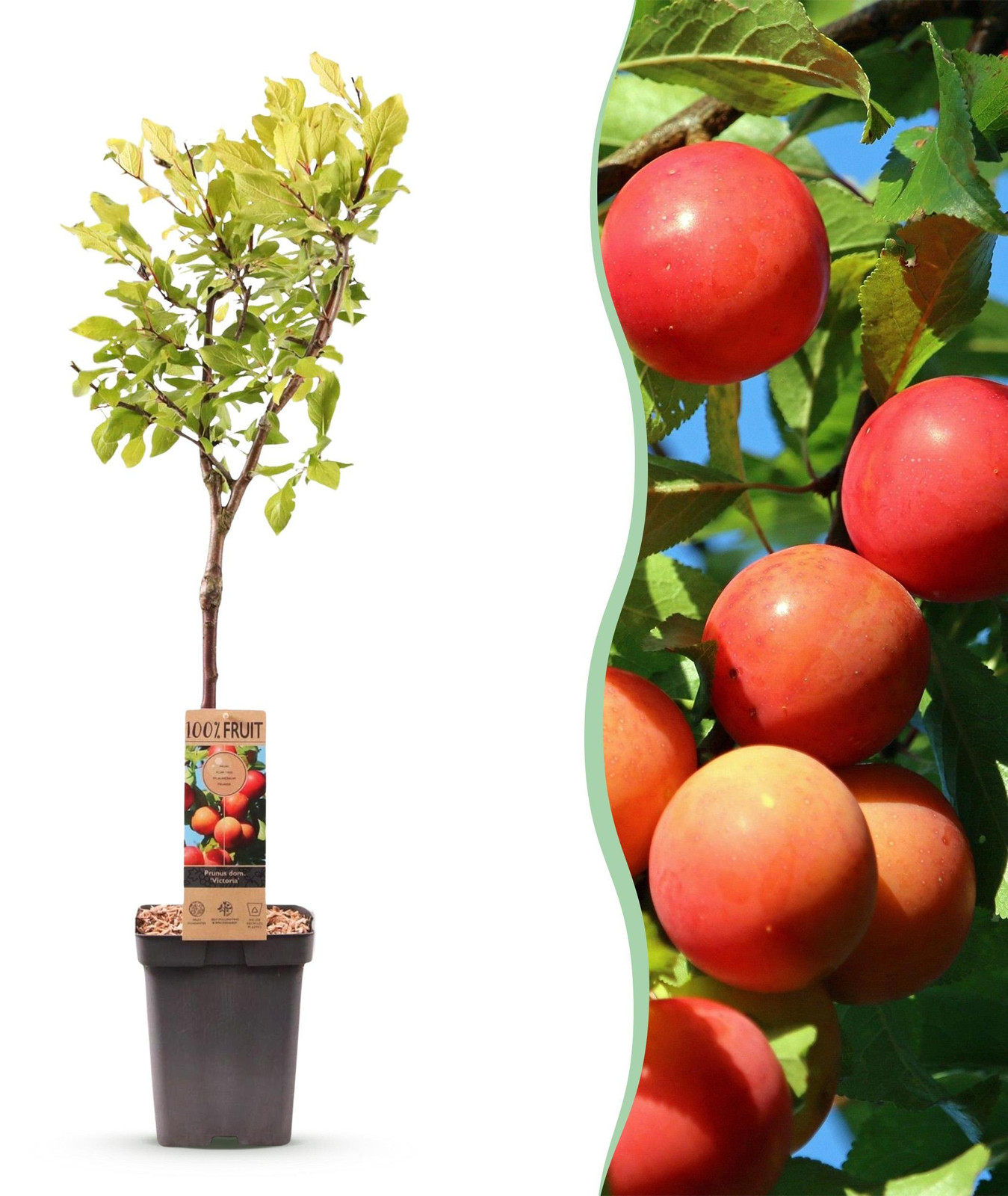 Pflanzenboutique Prunus domestica Victoria Fruitboom - Winterhard - Roze-Oranje - 80-90 cm - Ø21 cm