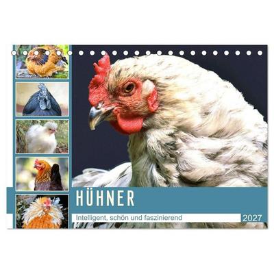Hühner. Intelligent, schön und faszinierend (Tischkalender 2027 DIN A5 quer), CALVENDO Monatskalender