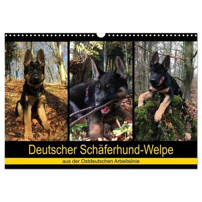 Deutscher Schäferhund-Welpe - aus der Ostdeutschen Arbeitslinie (Wandkalender 2027 DIN A3 quer), CALVENDO Monatskalender