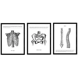 POSTER Set Mit 3 Brustkorb, Becken, Wirbelsäule A3 Rahmenlos