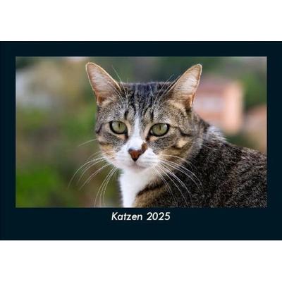 Katzen 2025 Fotokalender DIN A5