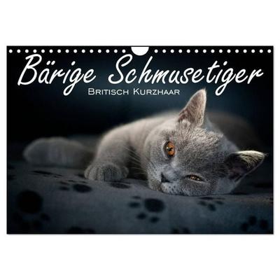 Bärige Schmusetiger - Britisch Kurzhaar (Wandkalender 2027 DIN A4 quer), CALVENDO Monatskalender