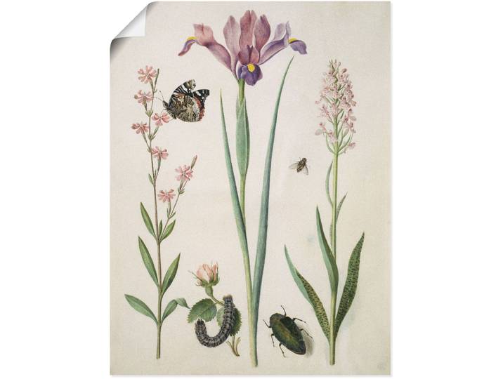 Poster ARTLAND Admiral, Rose Iris Knabenkraut. , beige (farbe bild(er): naturfarben), B:30cm H:40cm, Bilder, Poster, ohne Rahmen