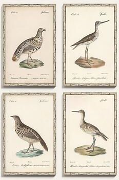 "Feathered Flock Art - Print II, 30"" x 19"" - Ballard Designs"